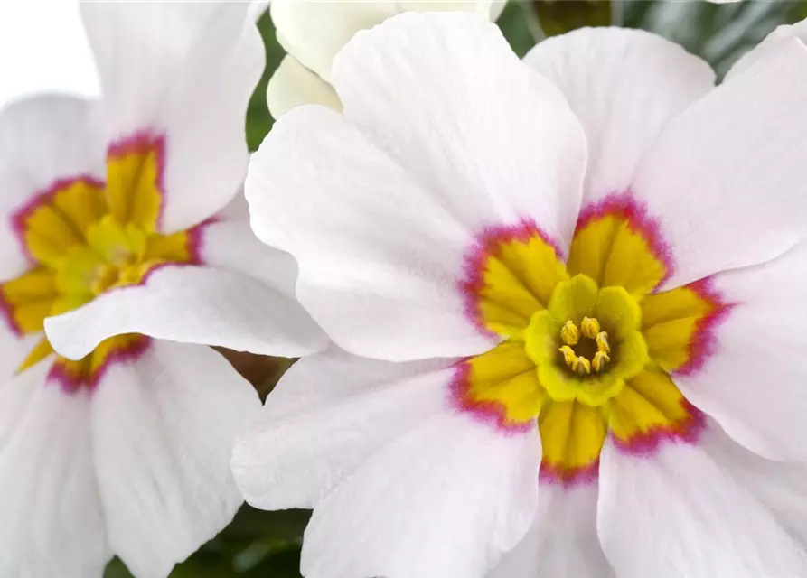 Primula vulgaris