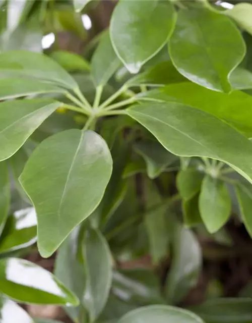 Schefflera arboricola