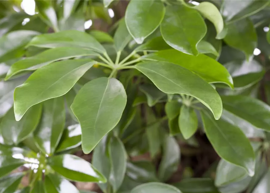 Schefflera arboricola