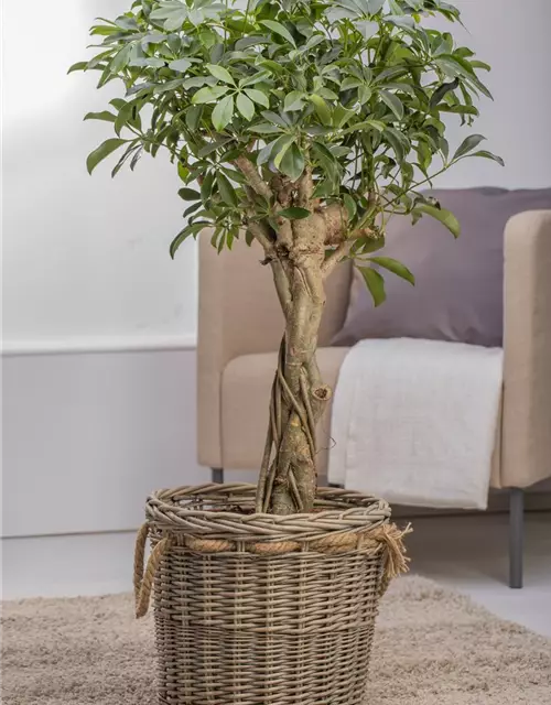 Schefflera arboricola