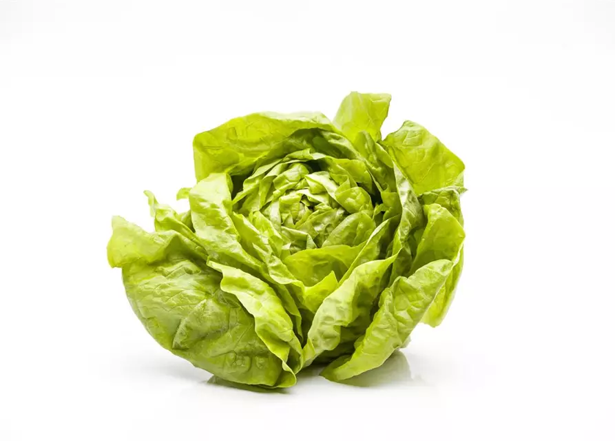 Kopfsalat