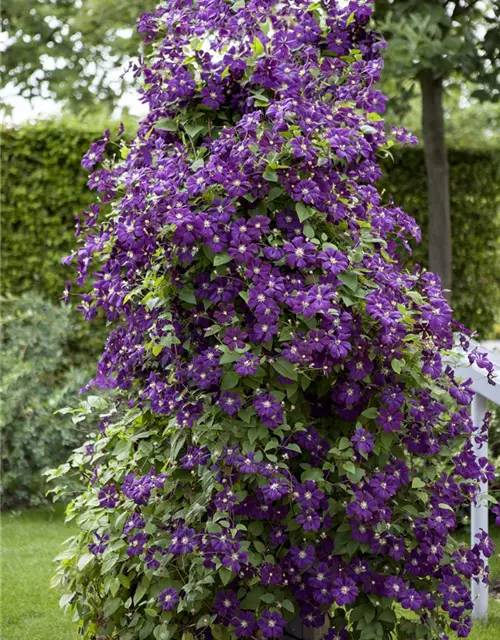 Clematis viticella