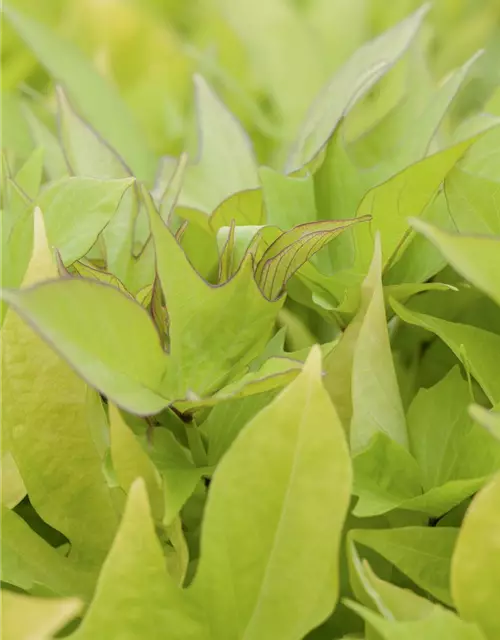 Ipomoea batatas