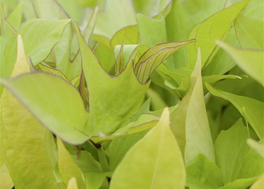 Ipomoea batatas