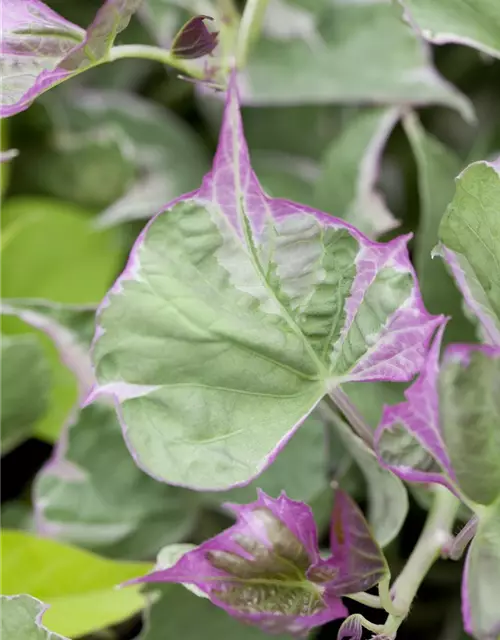 Ipomoea batatas