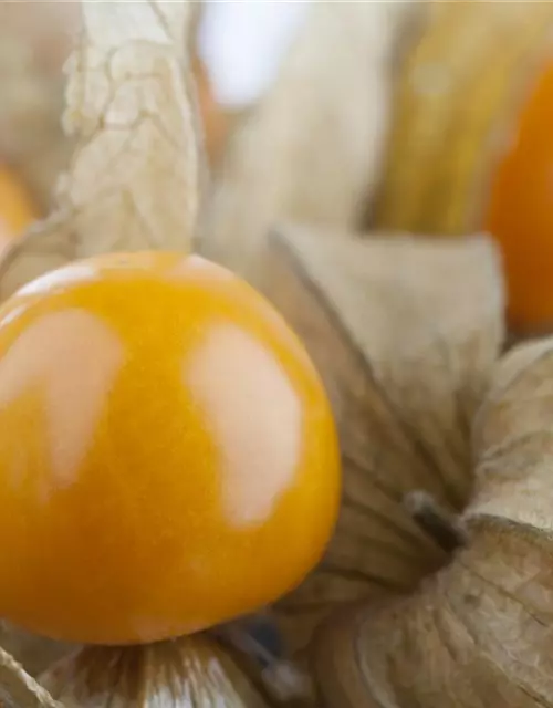 Physalis Schale