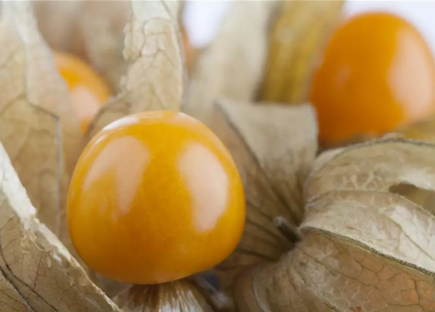 Physalis Schale