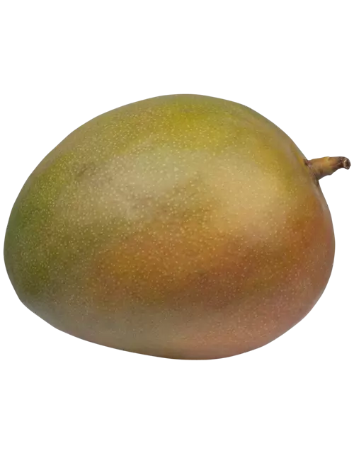 Mango groß