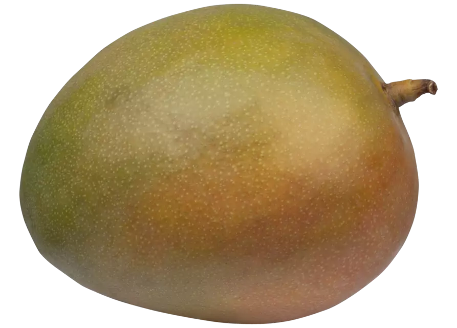 Mango groß