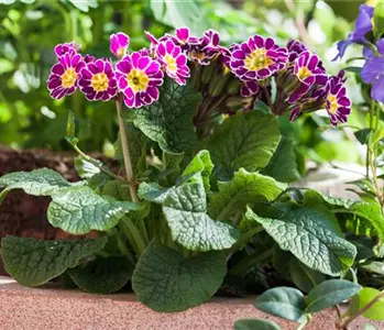 Tolle Frühblüher starten bunt ins Gartenjahr