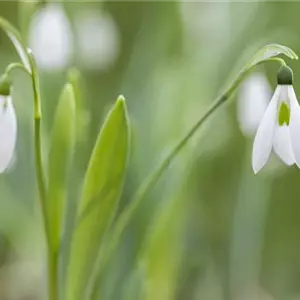 Tolle Frühblüher starten bunt ins Gartenjahr