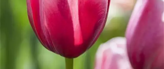 Tolle Frühblüher starten bunt ins Gartenjahr