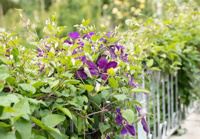 Clematis an Metallzaun