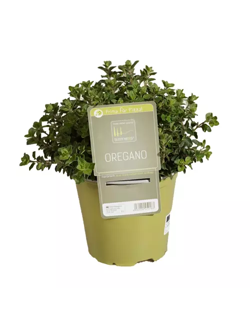 Oregano