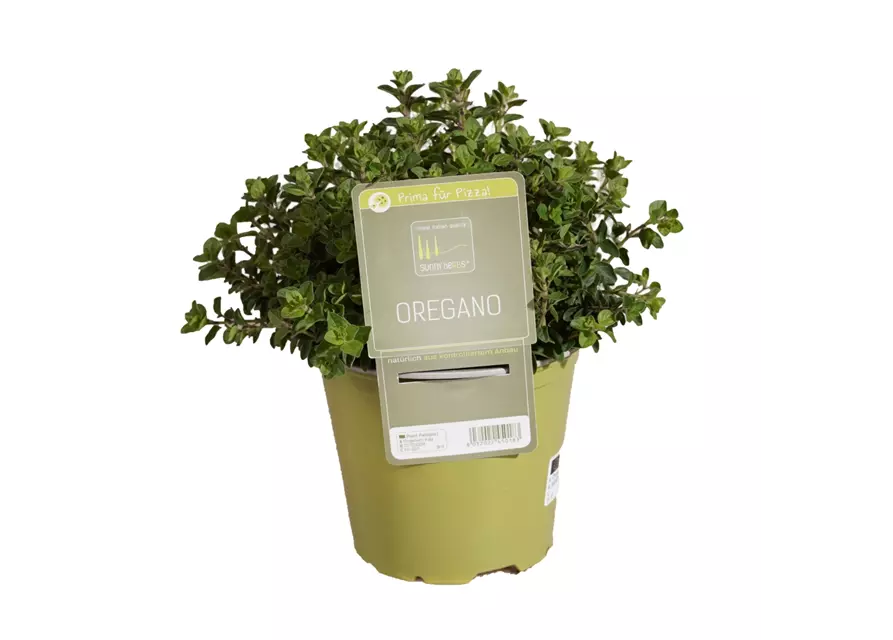 Oregano