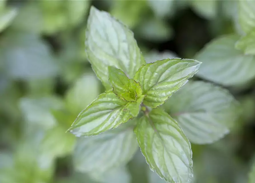 Mentha x piperita 'Chocolate'