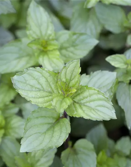 Mentha x piperita 'Chocolate'