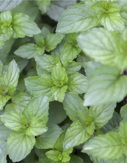 Mentha x piperita 'Chocolate'