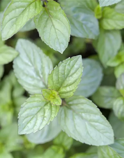 Mentha x piperita 'Chocolate'