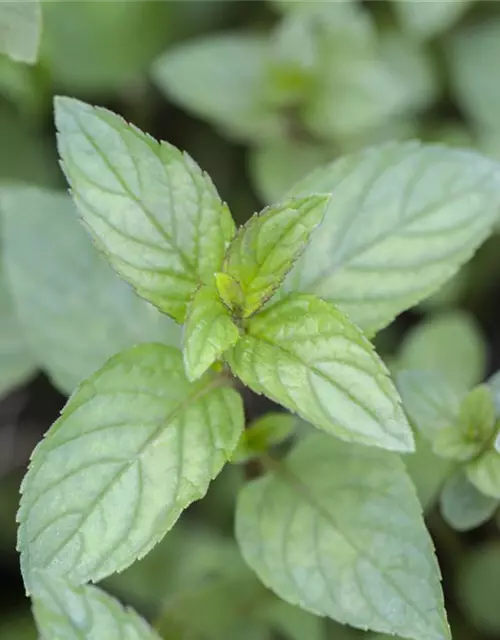 Mentha x piperita 'Chocolate'