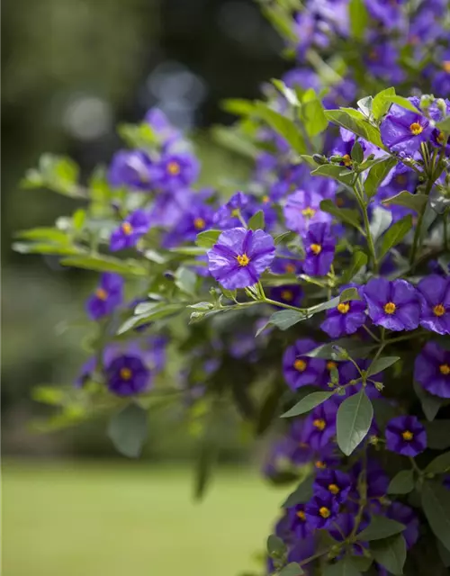 Solanum rantonnetii