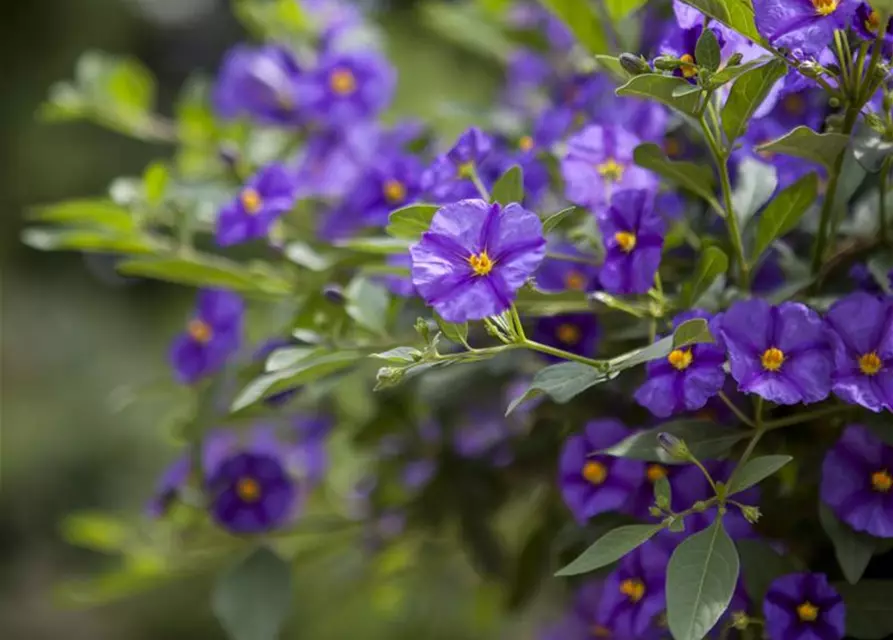 Solanum rantonnetii