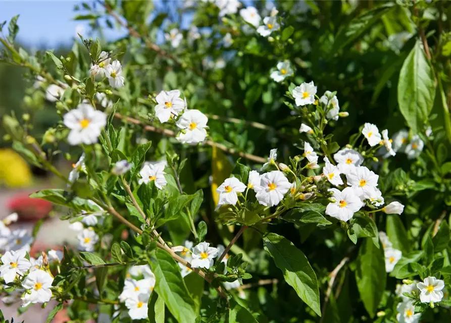 Solanum rantonnetii