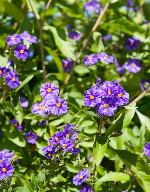 Solanum rantonnetii