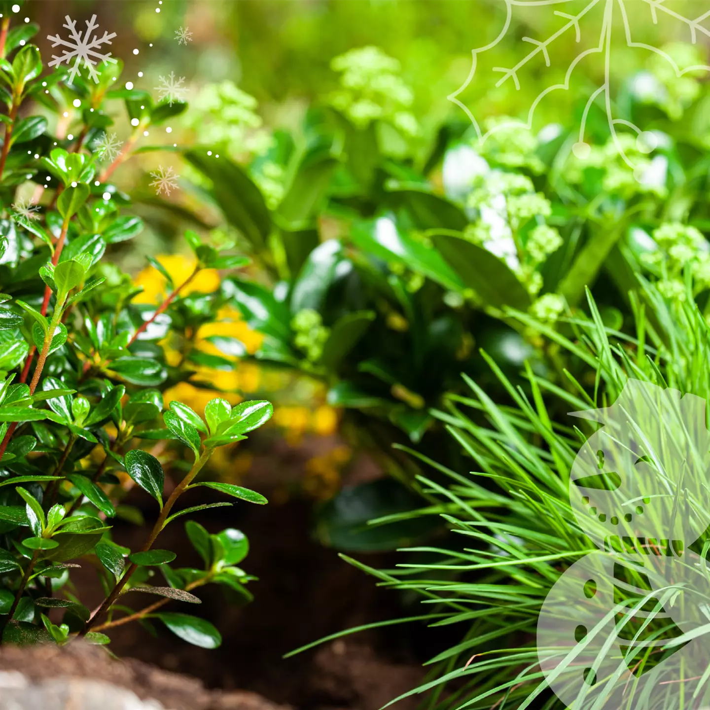 Pflanzen sorgen für Farbe im Garten