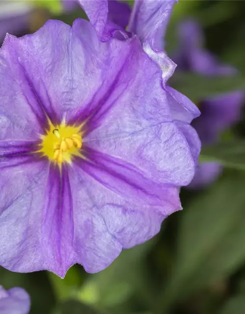 Solanum rantonnetii