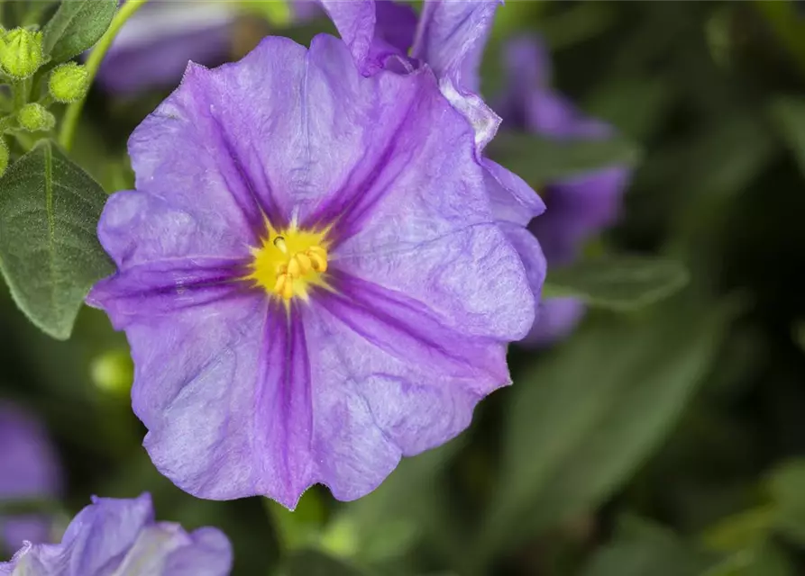 Solanum rantonnetii