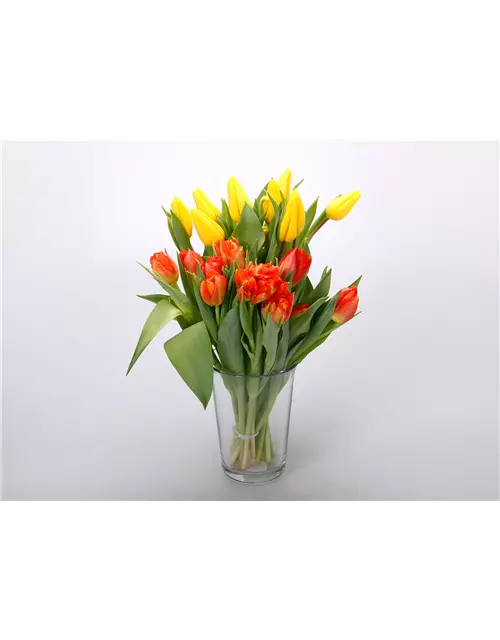 Gefüllte Tulpen im Bund, dunkles orange