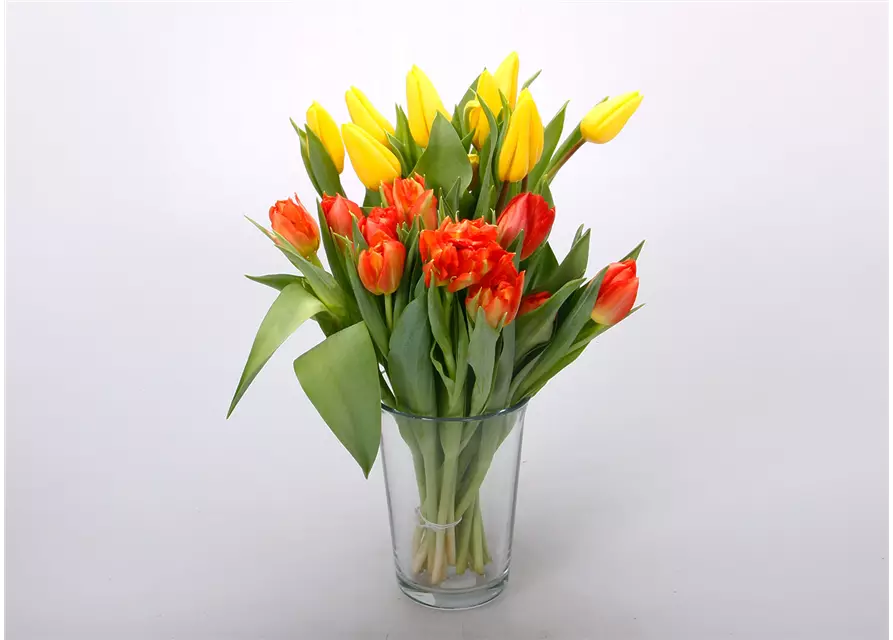 Gefüllte Tulpen im Bund, dunkles orange