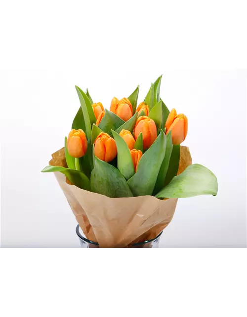 Tulpen im Bund, orange