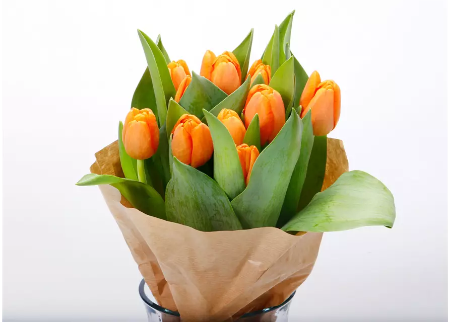 Tulpen im Bund, orange