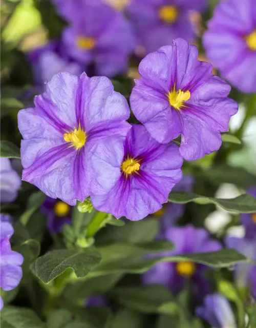 Solanum rantonnetii