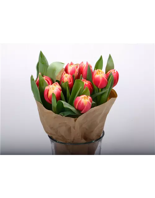 Gefüllte Tulpen im Bund, rosa