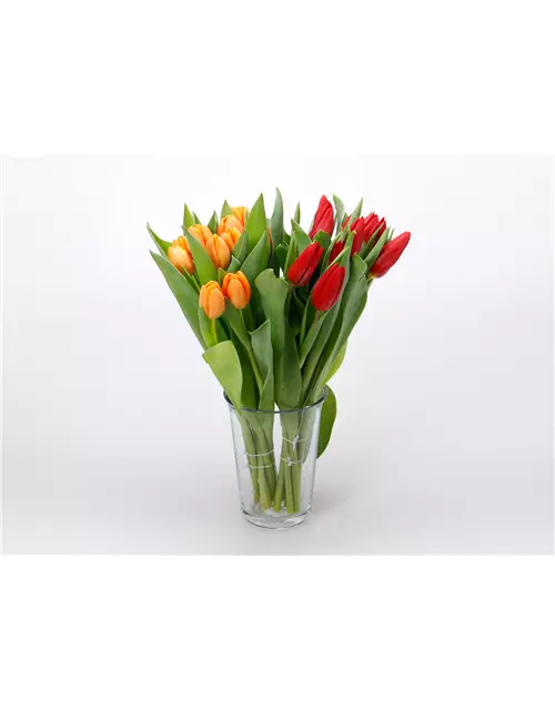 Tulpen im Bund, rot