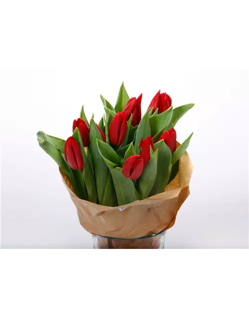 Tulpen im Bund, rot