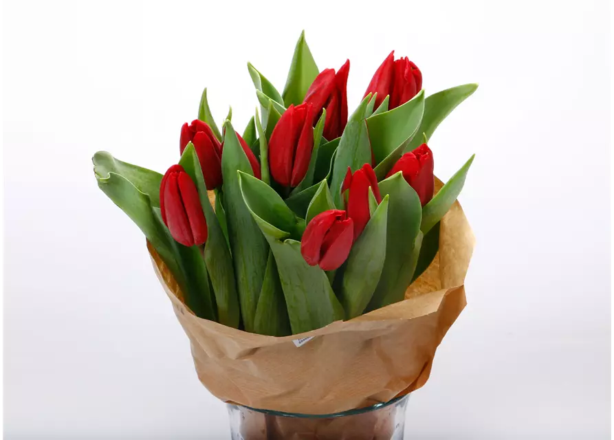 Tulpen im Bund, rot