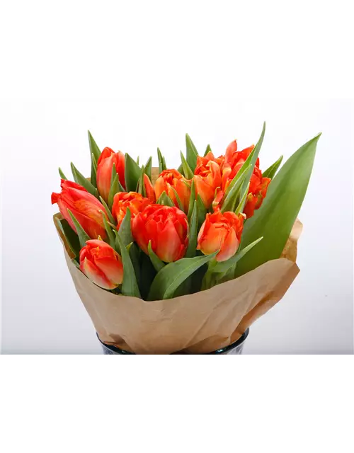 Gefüllte Tulpen im Bund, dunkles orange