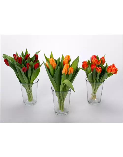 Gefüllte Tulpen im Bund, dunkles orange