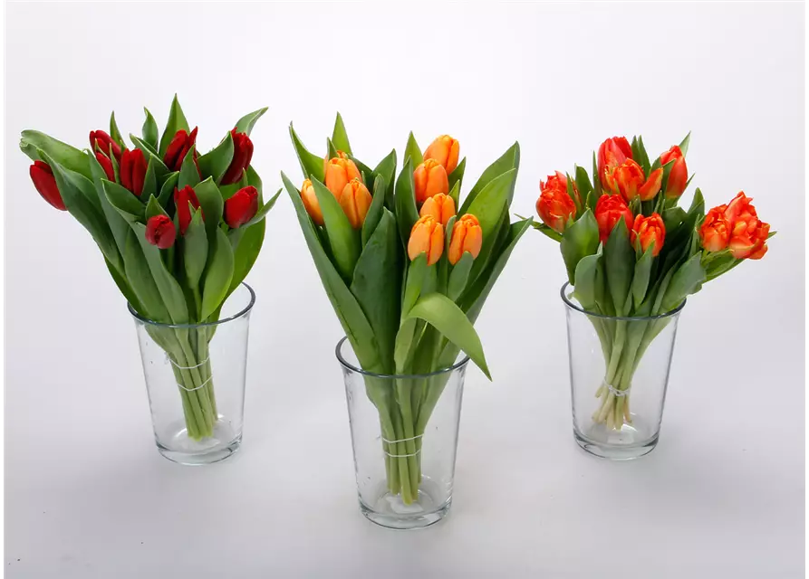 Gefüllte Tulpen im Bund, dunkles orange