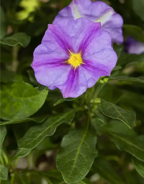 Solanum rantonnetii