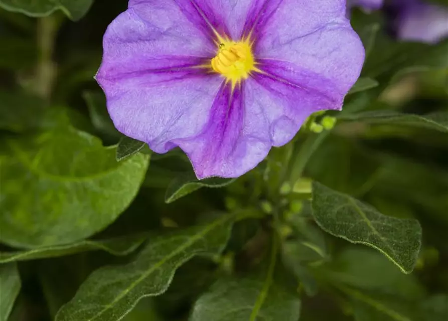 Solanum rantonnetii