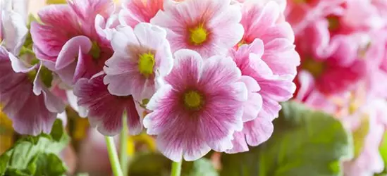 Primula elatior