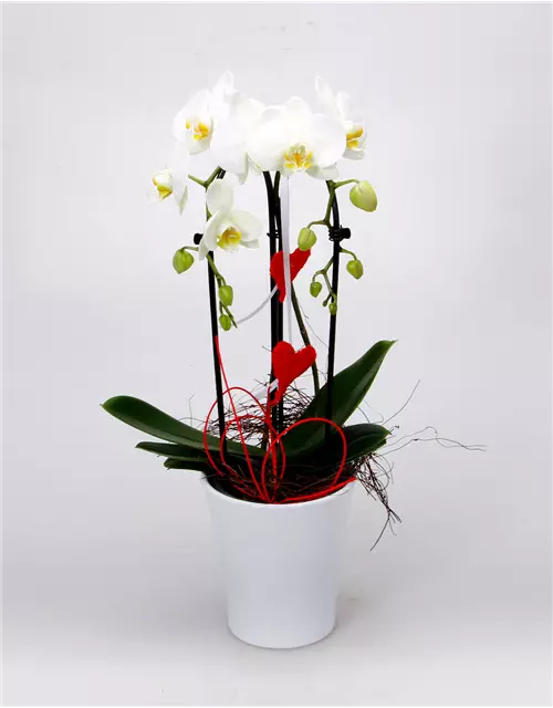 Dekorierte Orchidee mit Herzen