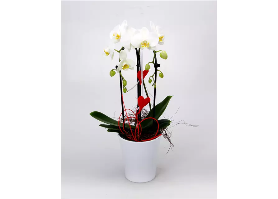 Dekorierte Orchidee mit Herzen