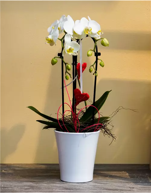 Dekorierte Orchidee mit Herzen