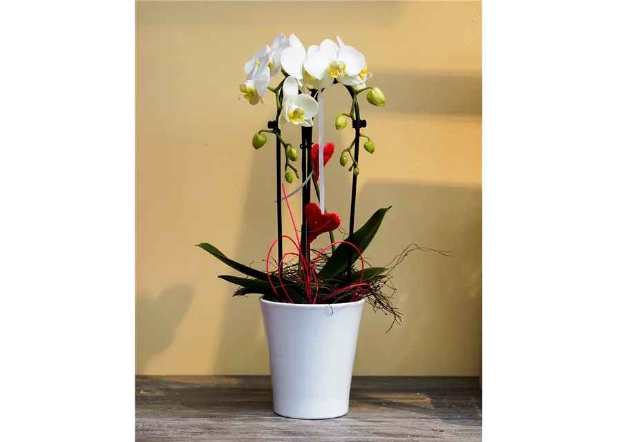 Dekorierte Orchidee mit Herzen